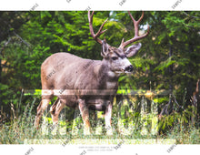 Load image into Gallery viewer, 2026 Monthly Calendar - Animals